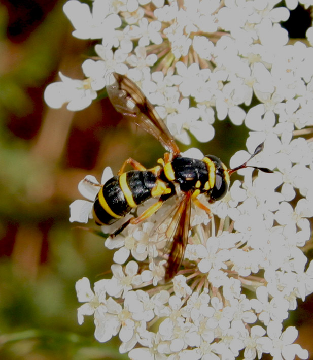 Dittero syrphidae: Ceriana vespiformis